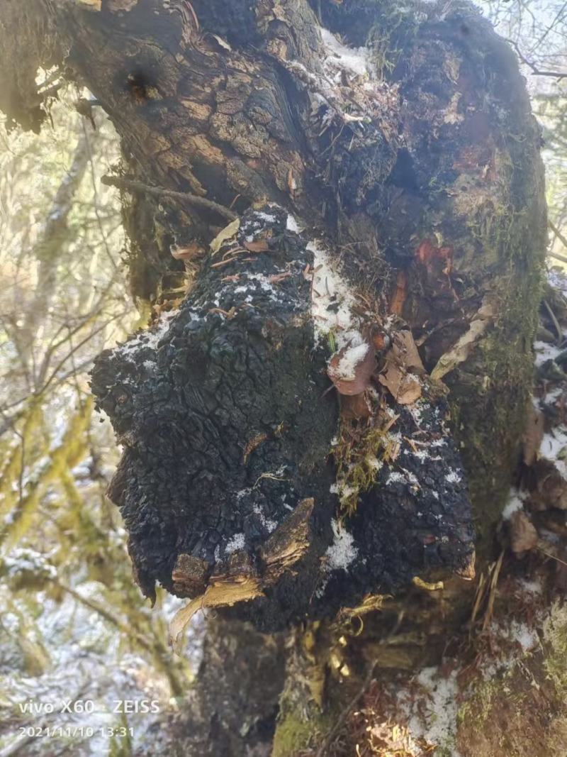 来自大山里面的桦树上的好货海拔都在4000以上的好桦树茸
