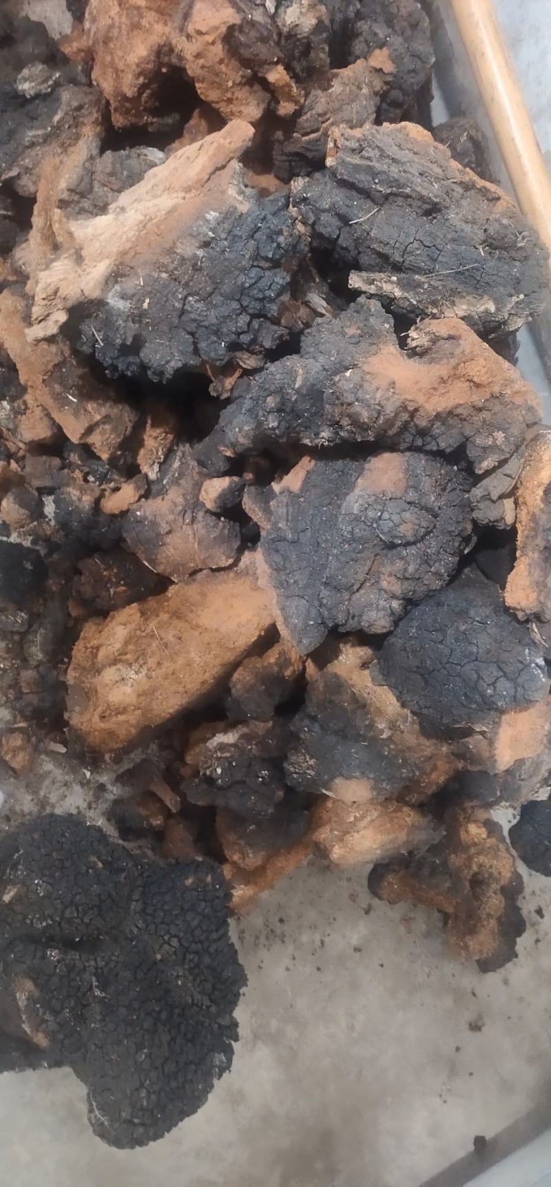 来自大山里面的桦树上的好货海拔都在4000以上的好桦树茸