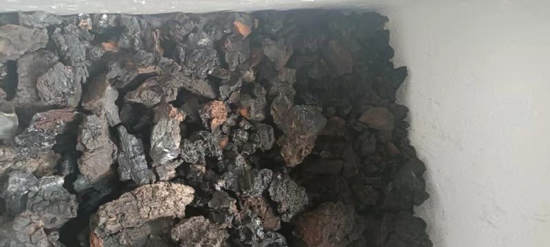 来自大山里面的桦树上的好货海拔都在4000以上的好桦树茸