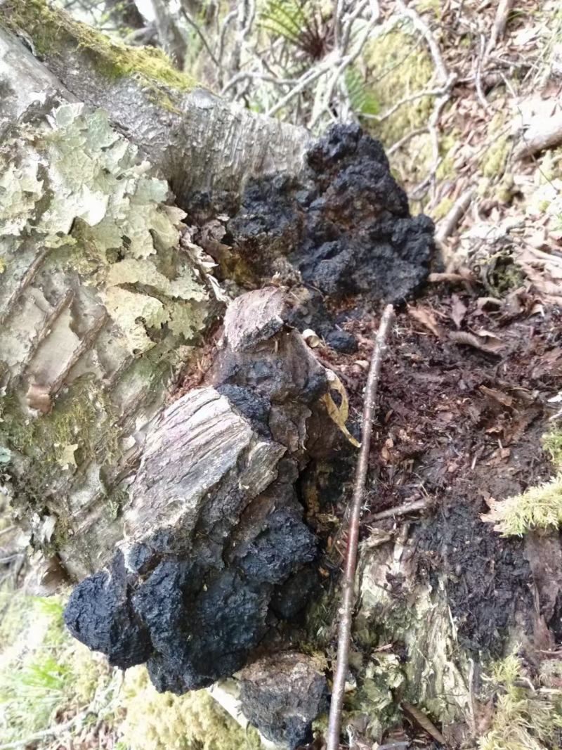 来自大山里面的桦树上的好货海拔都在4000以上的好桦树茸
