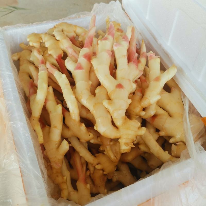 精品仔姜产地直销，重庆仔姜又白，又胖，条行又好