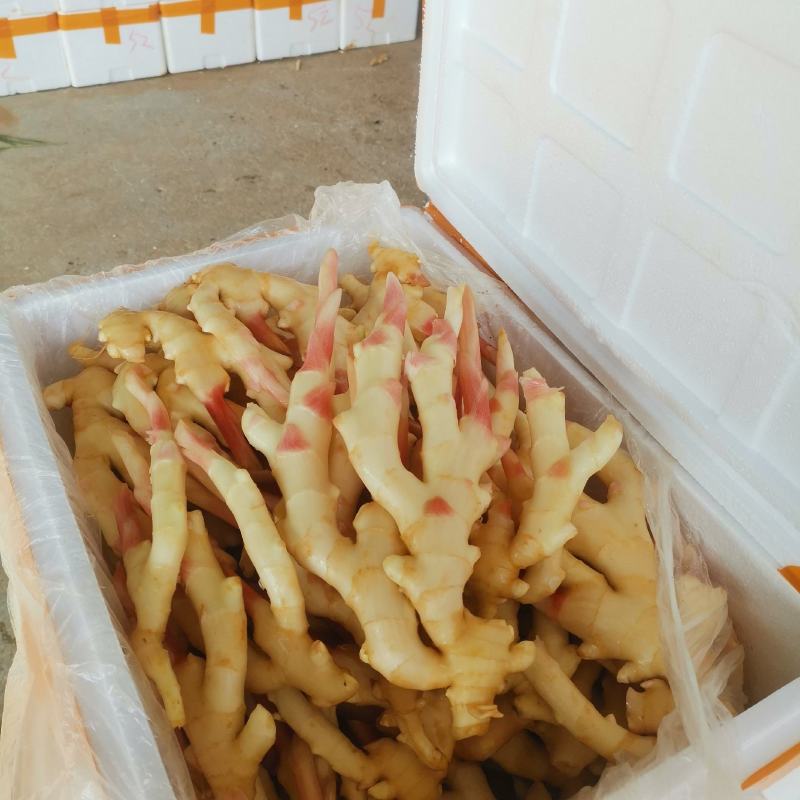 精品仔姜产地直销，重庆仔姜又白，又胖，条行又好