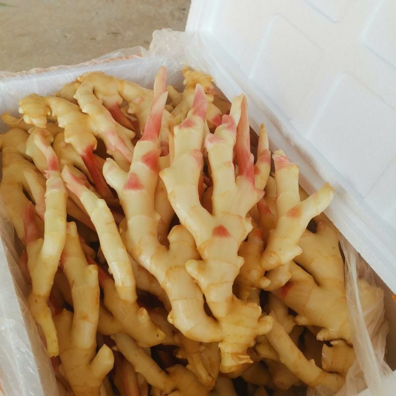 精品仔姜产地直销，重庆仔姜又白，又胖，条行又好