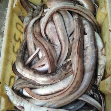 鳗鱼干