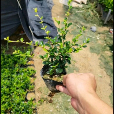 福建茶绿化苗木地被苗