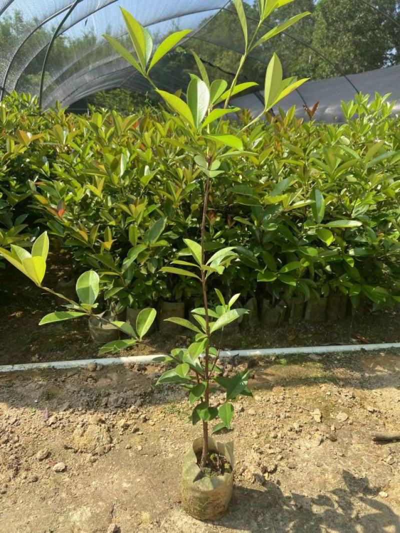 巴西樱桃苗南北方果树苗广西发货盆栽地栽车厘子苗树苗当