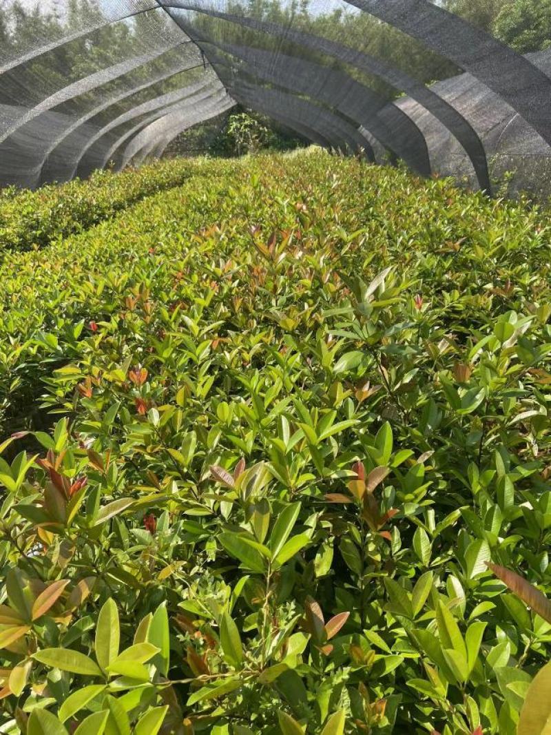 巴西樱桃苗南北方果树苗广西发货盆栽地栽车厘子苗树苗当