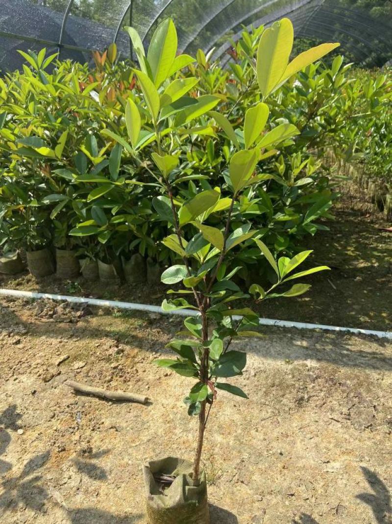 巴西樱桃苗南北方果树苗广西发货盆栽地栽车厘子苗树苗当