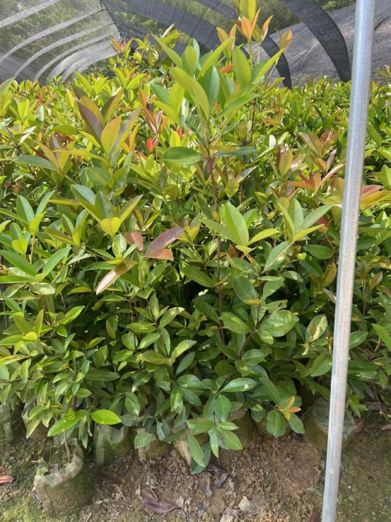 巴西樱桃苗南北方果树苗广西发货盆栽地栽车厘子苗树苗当
