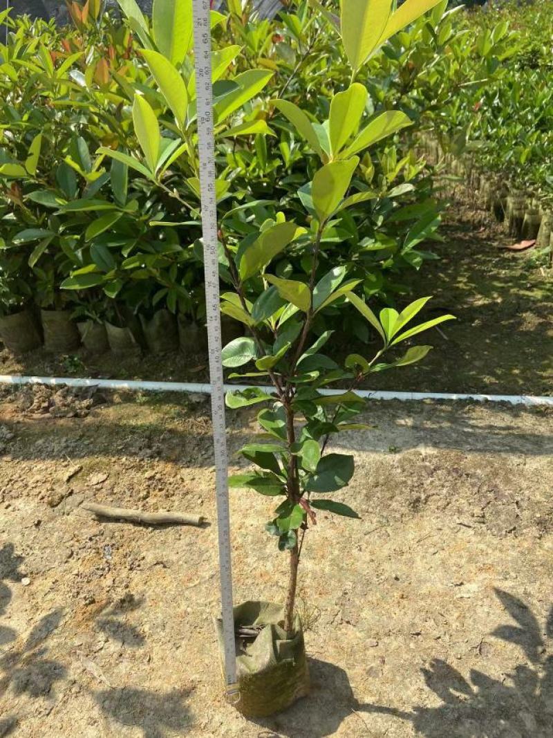 巴西樱桃苗南北方果树苗广西发货盆栽地栽车厘子苗树苗当