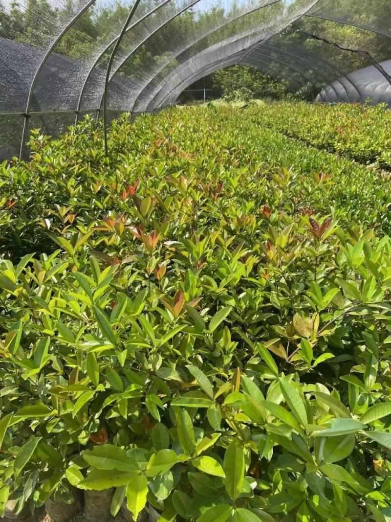 巴西樱桃苗南北方果树苗广西发货盆栽地栽车厘子苗树苗当