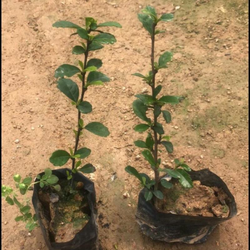 福建茶绿化苗木地被苗