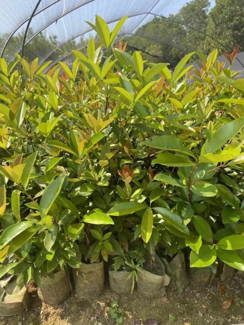 巴西樱桃苗南北方果树苗广西发货盆栽地栽车厘子苗树苗当