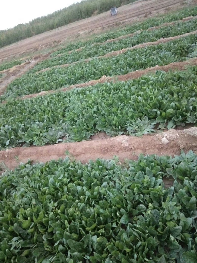 精品菠菜，小把加工菠菜，商超专供。