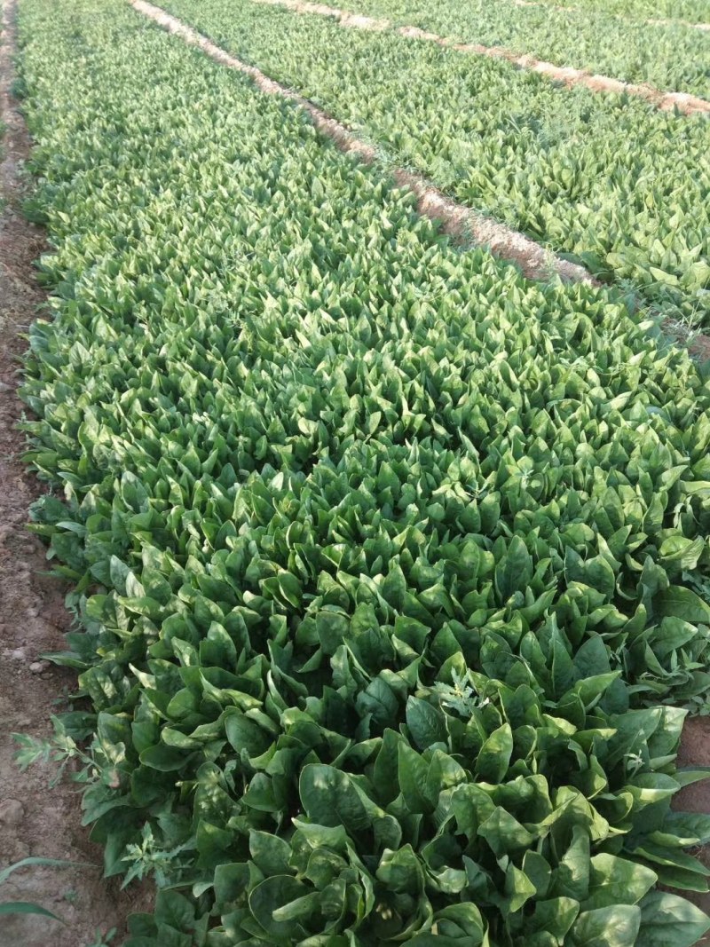 精品菠菜，小把加工菠菜，商超专供。