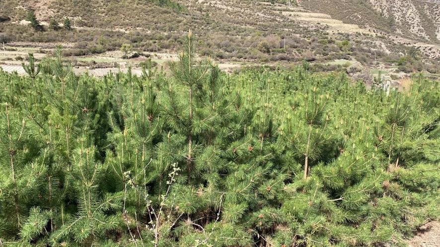 一片广袤的油松人工林,树木挺拔,针叶浓绿,阳光透过林间洒下斑驳光影,展现出典型的北方山地森林景观 油松林全景图