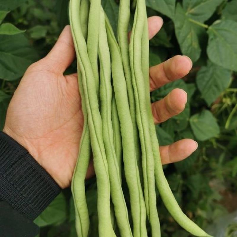 高山架子豆，绿色无公害，纯绿色蔬菜。有需要的可联系我，