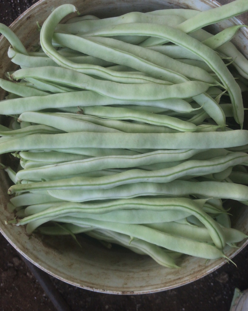 大量水果小柿子，大柿子，豆角，角瓜等蔬菜