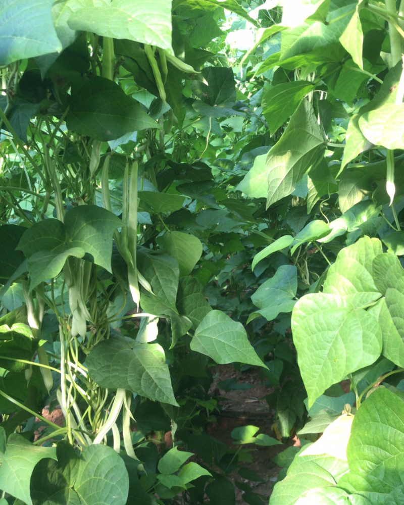 大量水果小柿子，大柿子，豆角，角瓜等蔬菜