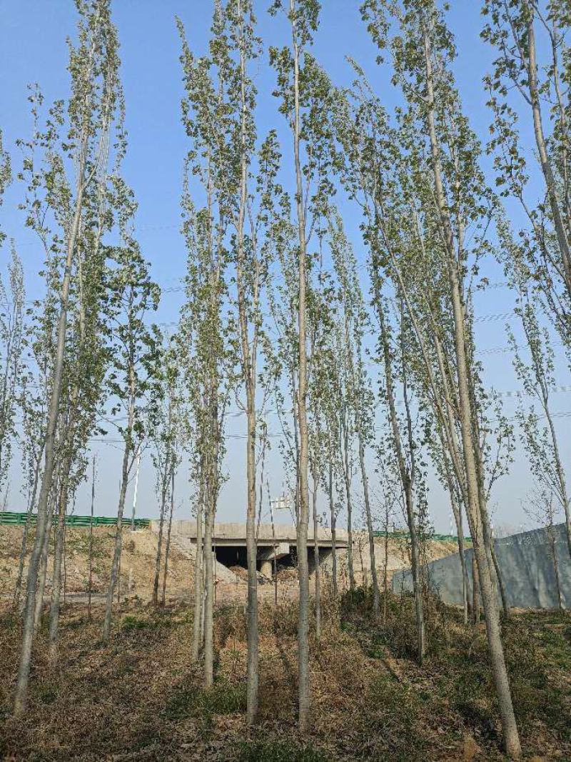 毛白杨落叶乔木占地杨树对接绿化工程单价优质美