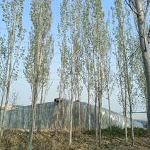毛白杨落叶乔木占地杨树对接绿化工程单价优质美