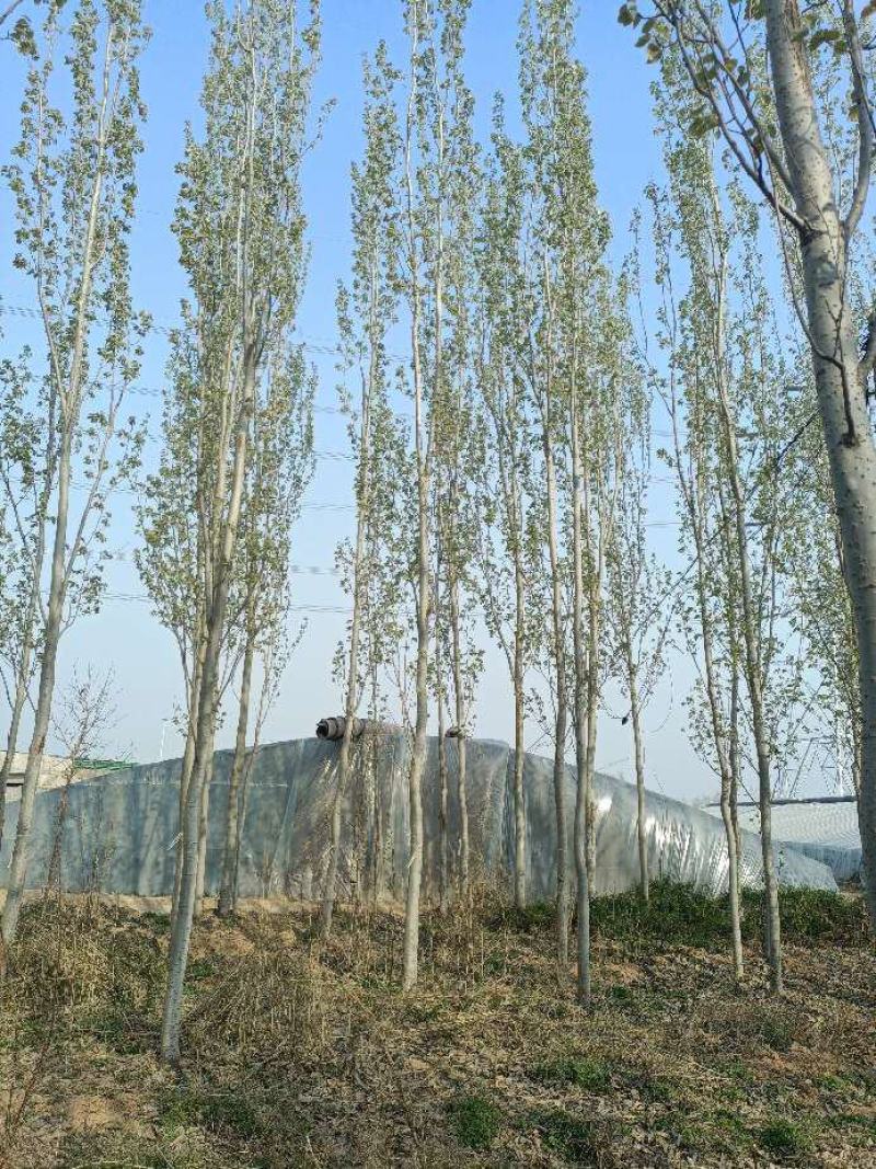 毛白杨落叶乔木占地杨树对接绿化工程单价优质美