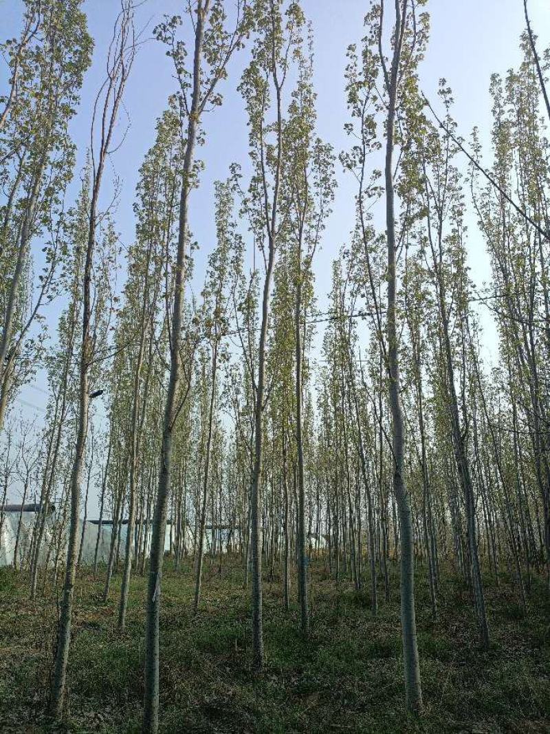 毛白杨落叶乔木占地杨树对接绿化工程单价优质美