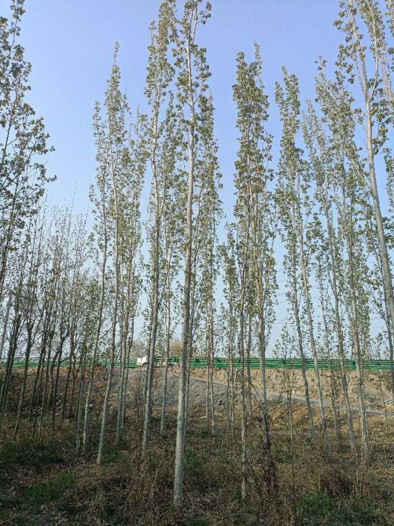 毛白杨落叶乔木占地杨树对接绿化工程单价优质美