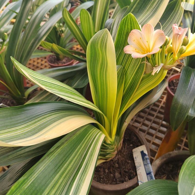 君子兰盆栽小苗鸳鸯彩兰覆轮彩佛光兰彩色金边室内植物花卉