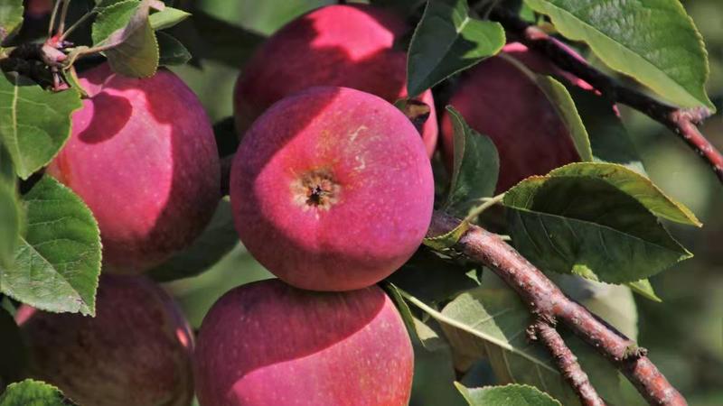 推荐红富士苹果山东红富士苹果规格齐全，产地直供保质