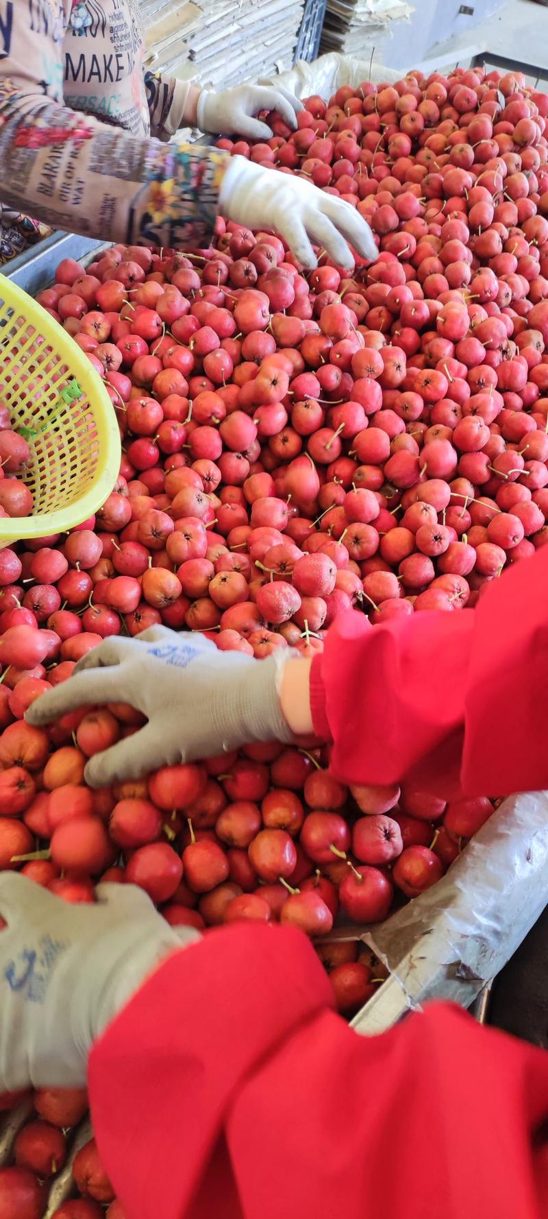 大五棱山楂全年有货保证质量坏果包赔糖葫芦专用果