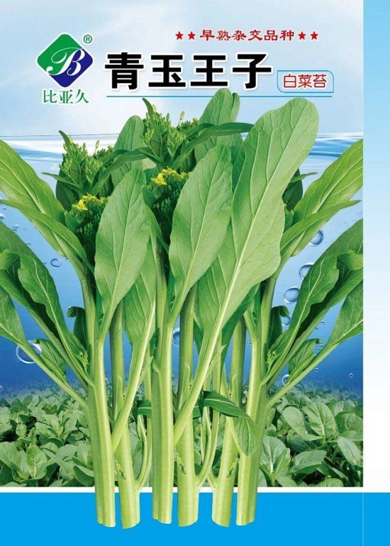 比亚久青玉王子白菜苔种子，早熟，肥嫩脆甜口感好
