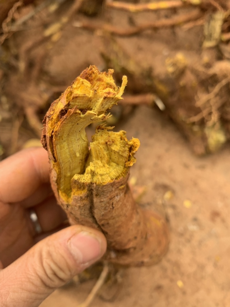 三颗针刺黄莲。有需要的联系。