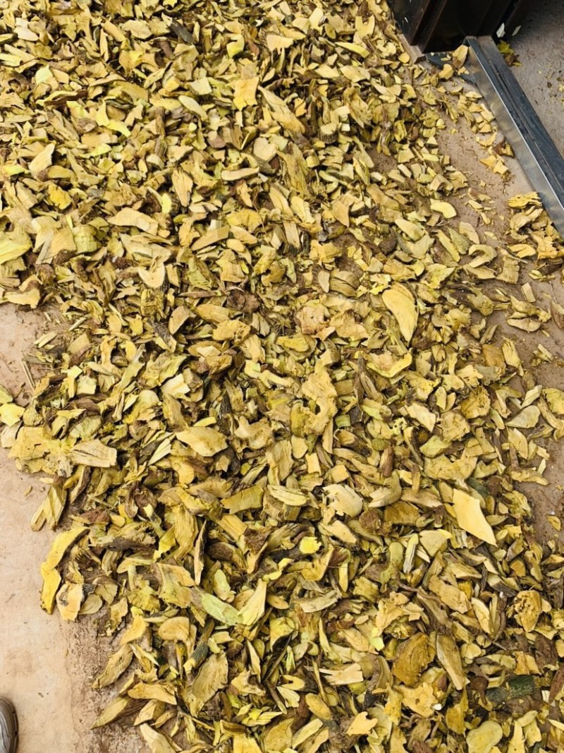 三颗针刺黄莲。有需要的联系。