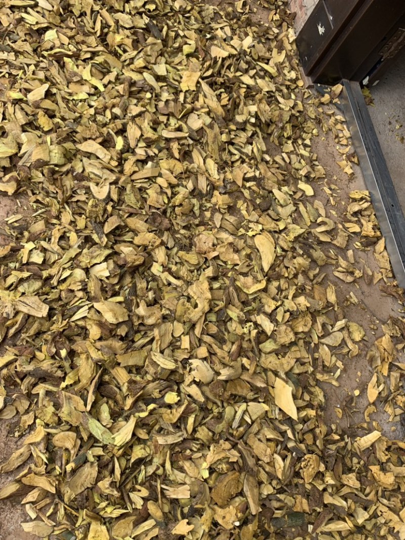 三颗针刺黄莲。有需要的联系。