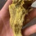 三颗针刺黄莲。有需要的联系。
