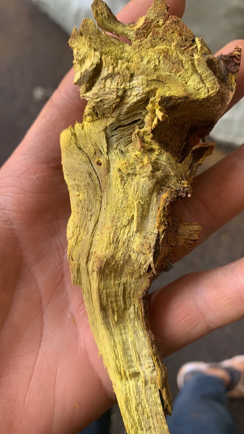 三颗针刺黄莲。有需要的联系。