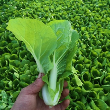 山东精品奶白菜一手货源基地直发视频看货质量保障欢迎联系