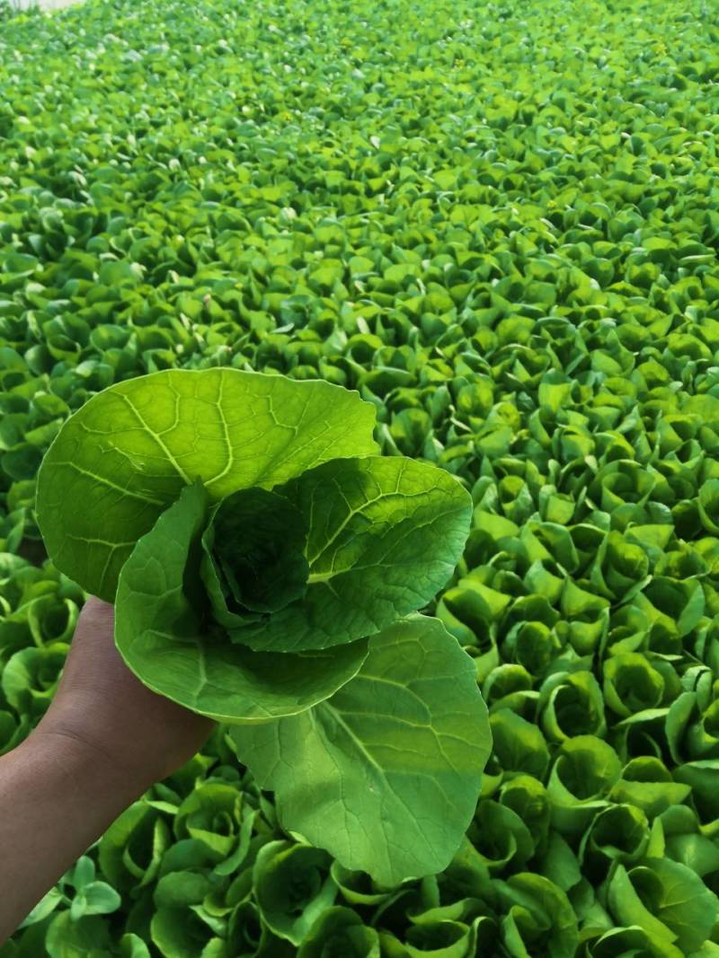 山东精品奶白菜一手货源基地直发视频看货质量保障欢迎联系