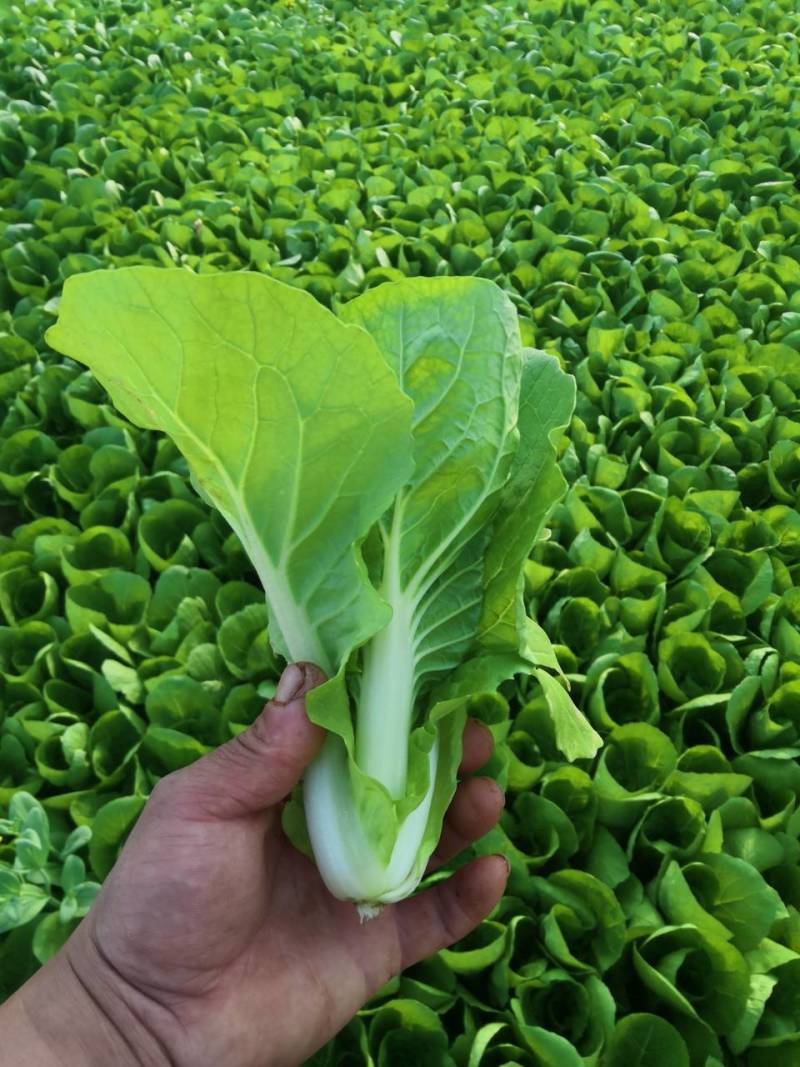 山东精品奶白菜一手货源基地直发视频看货质量保障欢迎联系