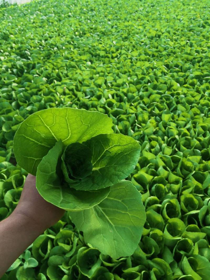 山东精品奶白菜一手货源基地直发视频看货质量保障欢迎联系