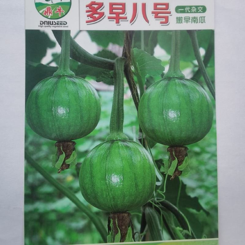 南瓜种子多早八号青绿外观美品质优早熟结瓜多
