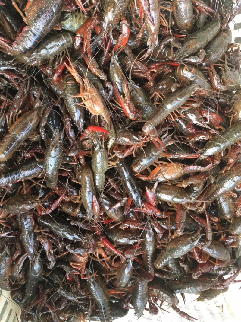 无为小龙虾大量上市，价格优惠，长年供应欢迎老板光临