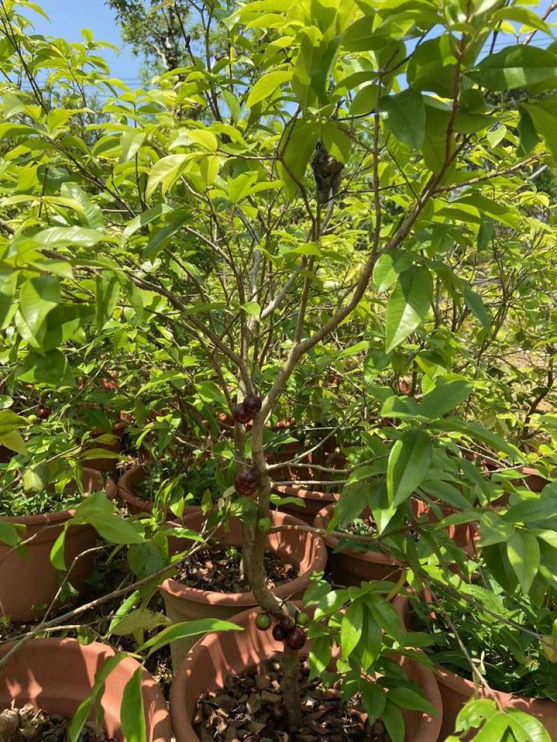 嘉宝果树苗树葡萄苗正宗台湾树葡萄果树四季南北种植当年结果