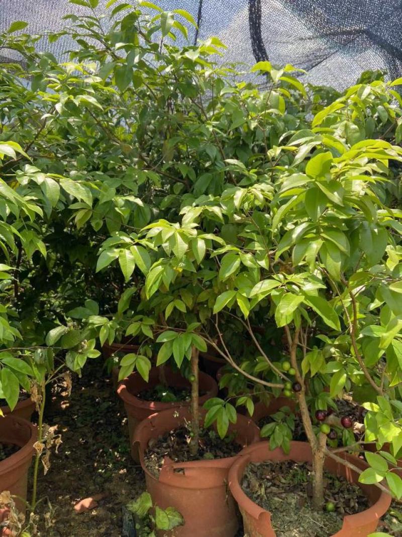 嘉宝果树苗树葡萄苗正宗台湾树葡萄果树四季南北种植当年结果