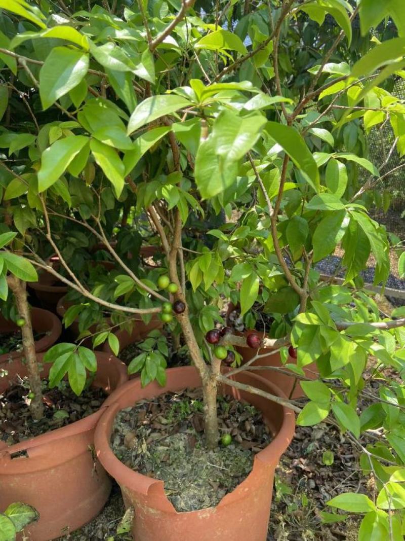 嘉宝果树苗树葡萄苗正宗台湾树葡萄果树四季南北种植当年结果