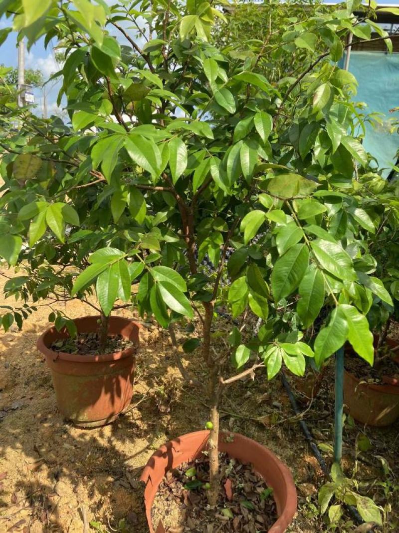 嘉宝果树苗树葡萄苗正宗台湾树葡萄果树四季南北种植当年结果