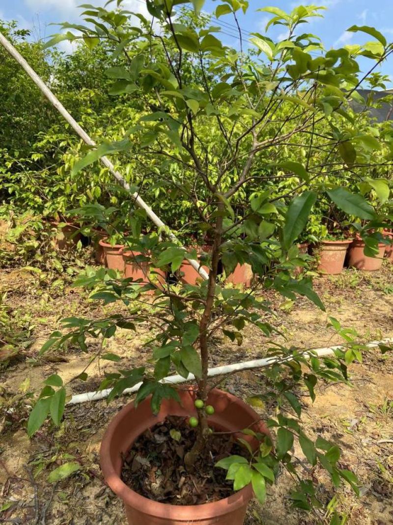嘉宝果树苗树葡萄苗正宗台湾树葡萄果树四季南北种植当年结果
