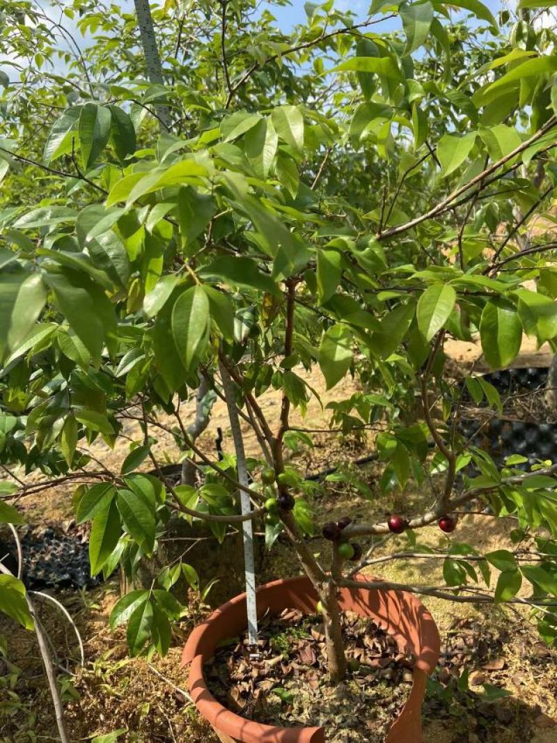 嘉宝果树苗树葡萄苗正宗台湾树葡萄果树四季南北种植当年结果