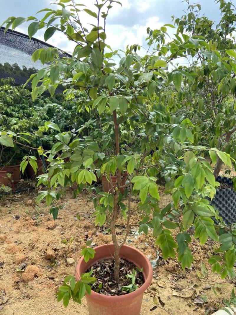 嘉宝果树苗树葡萄苗正宗台湾树葡萄果树四季南北种植当年结果
